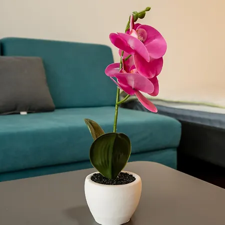 Delta Apartamento Ni